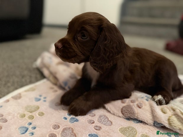 Cocker Spaniel dogs - Advert 2