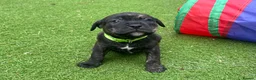 Mixed Breed dogs for sale: Blue American staffies - Advert 13