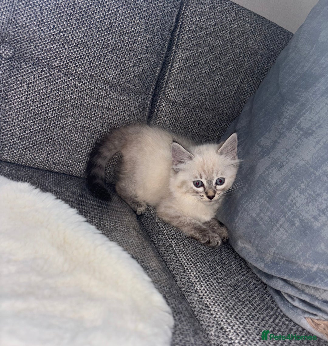 Ragdoll cats for sale: Ragdoll X bengals  - Image 18