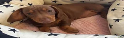 Miniature Dachshund dogs for sale: Girl mini dachshund in Telford - Advert 6