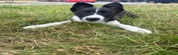 Border Collie dogs for sale: Gorgeous litter of border collie puppies  - Advert 2