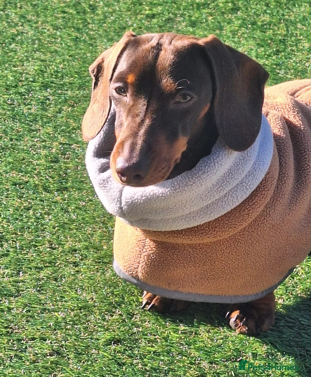 Miniature Dachshund dogs for sale: BEAUTIFUL PRA CLEAR & KC REG MINIS - Advert 23