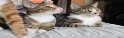 Domestic Shorthair cats for sale: 4 kittens looking for their forever homes 🩷 - Advert 5