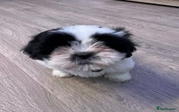 Shih Tzu dogs for sale: 4 adorable Shih Tzu for sale, 3 girls and 1 boy - Image 5