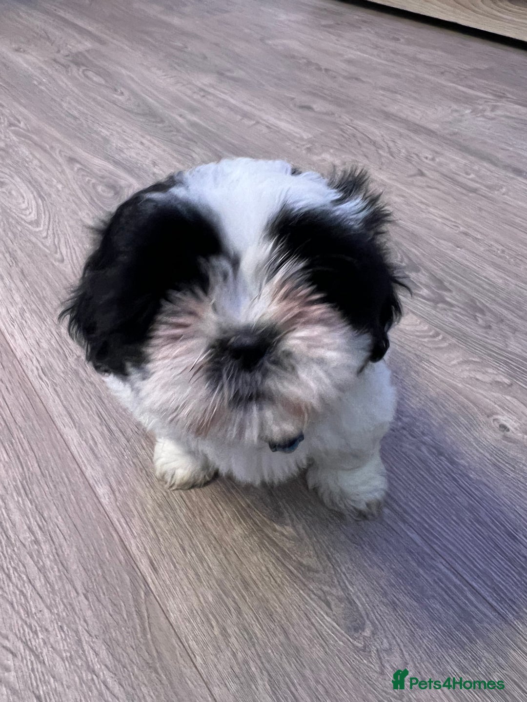 Shih Tzu dogs for sale: 4 adorable Shih Tzu for sale, 3 girls and 1 boy - Image 5