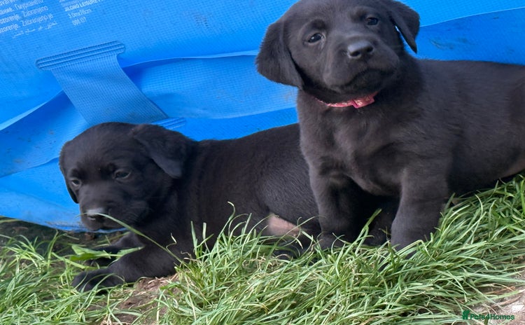 Labrador Retriever dogs - Advert 1