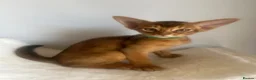 Abyssinian cats for sale: Adorable Abyssinian kittens - Advert 9