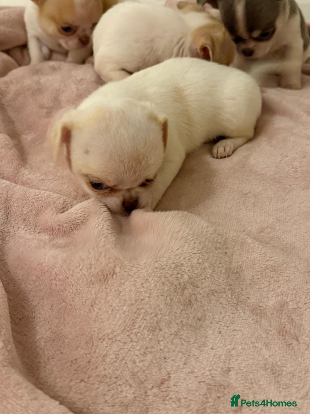 Chihuahua dogs for sale: Kc chihuahua puppies Russian and Ukraine lines - Advert 26