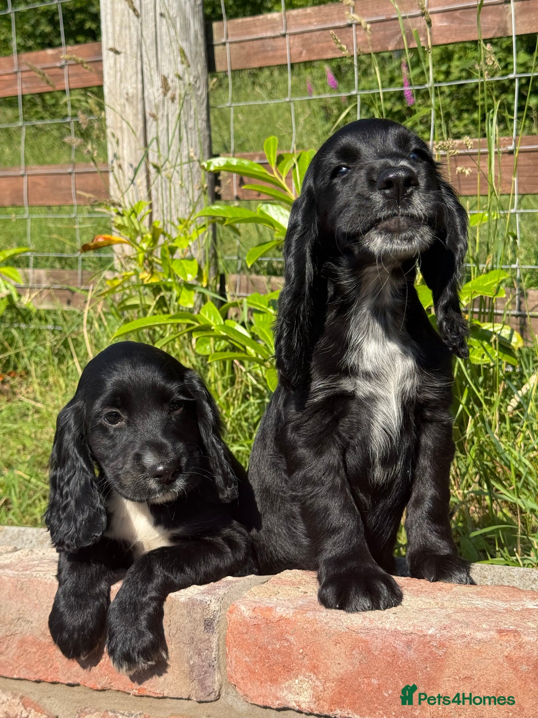 Cocker Spaniel dogs for sale: FULLY VACCINATED Black FEMALE cocker spaniel in Mold - Image 23