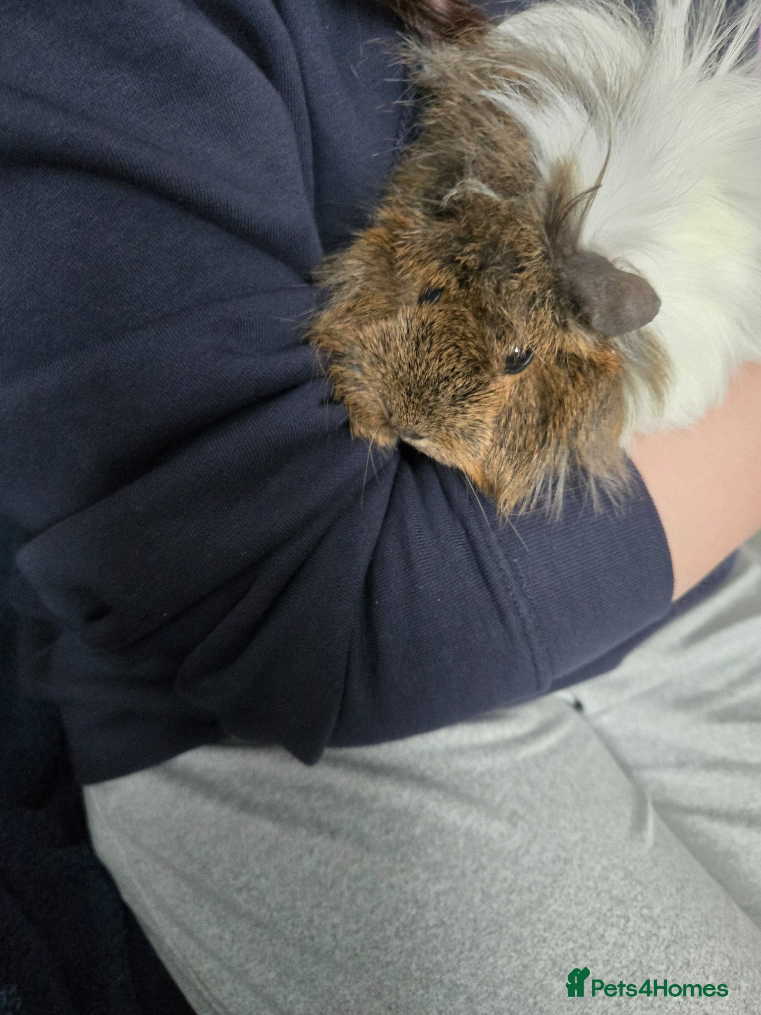 Guinea Pig rodents 3 girl guinea pigs  - Advert 1