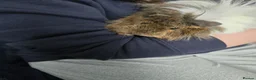 Guinea Pig rodents for sale: 3 girl guinea pigs  - Advert 1