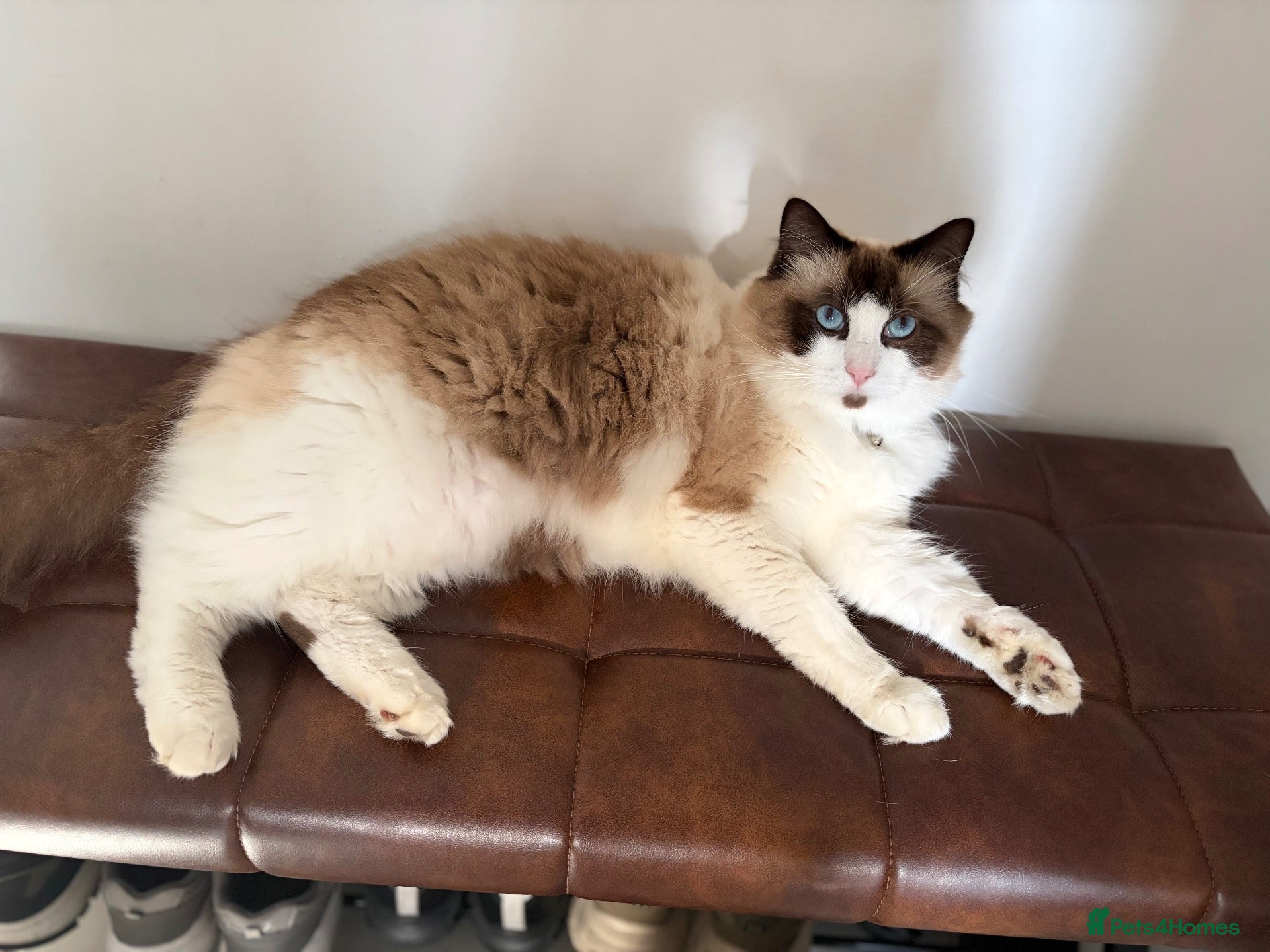 Ragdoll cats Beautiful ragdoll boy  - Advert 1