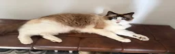 Ragdoll cats for sale: Beautiful ragdoll boy  - Advert 1