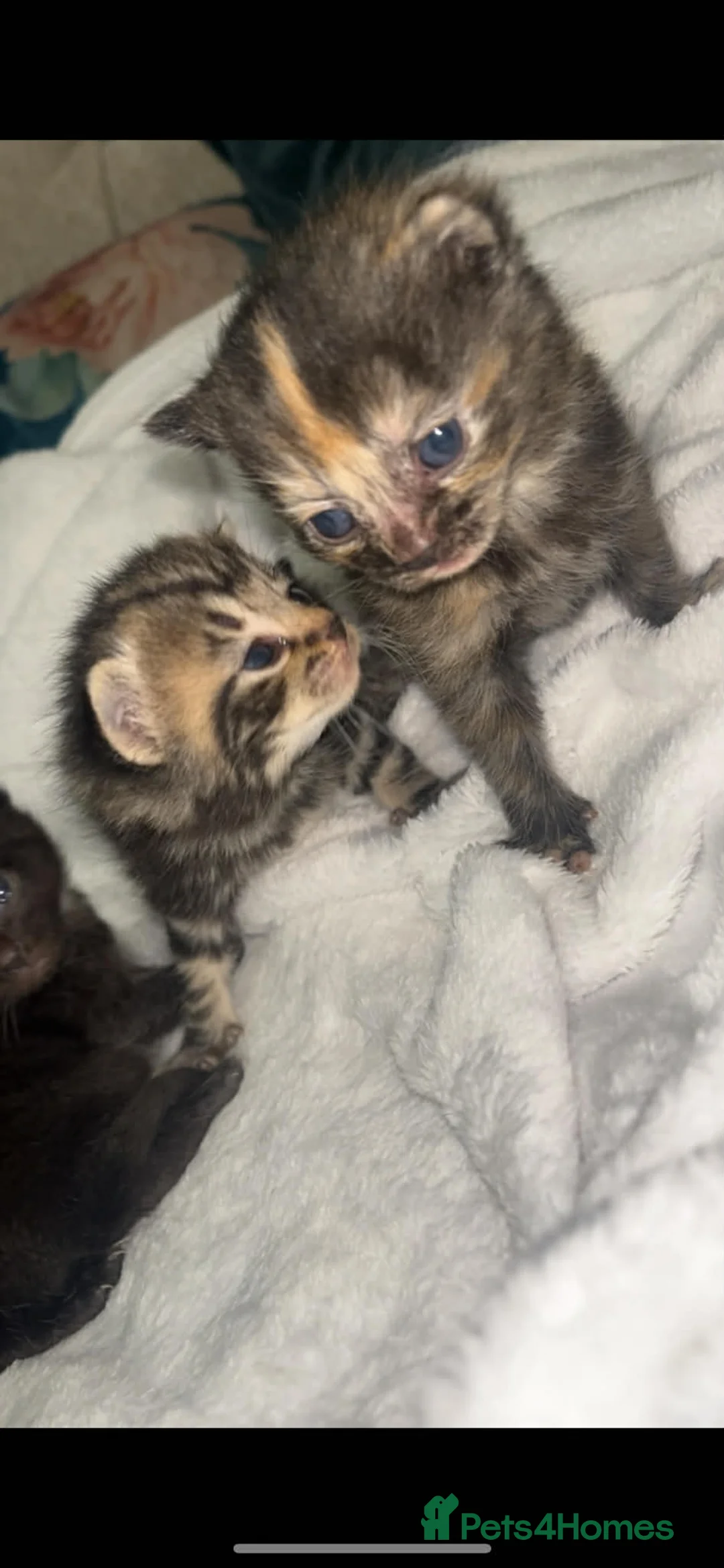 Mixed Breed cats for sale: Sweet Kittens Seeking Forever Families in Camberley - Advert 8