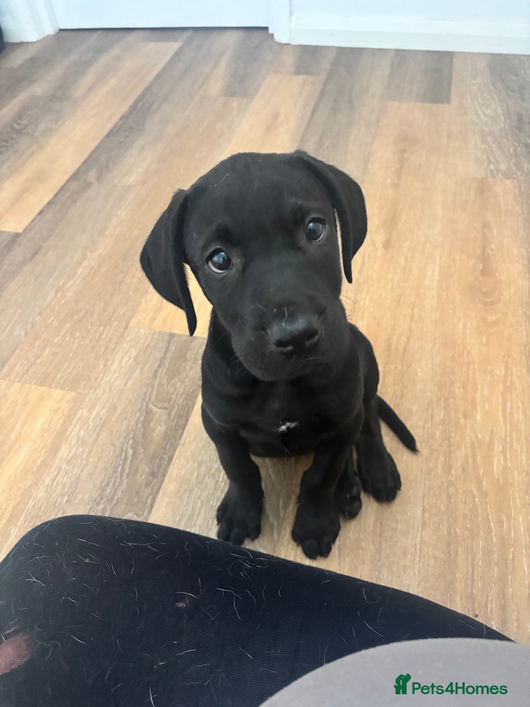 Presa Canario dogs for sale: Presa Canerio pup - Image 5