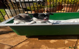 Chihuahua dogs for sale: 3 Long Coat Parti Boys - Image 9