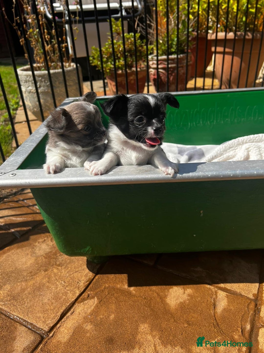 Chihuahua dogs for sale: 3 Long Coat Parti Boys - Image 9
