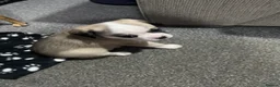 Mixed Breed dogs for sale: Pug cross puppies - Advert 4