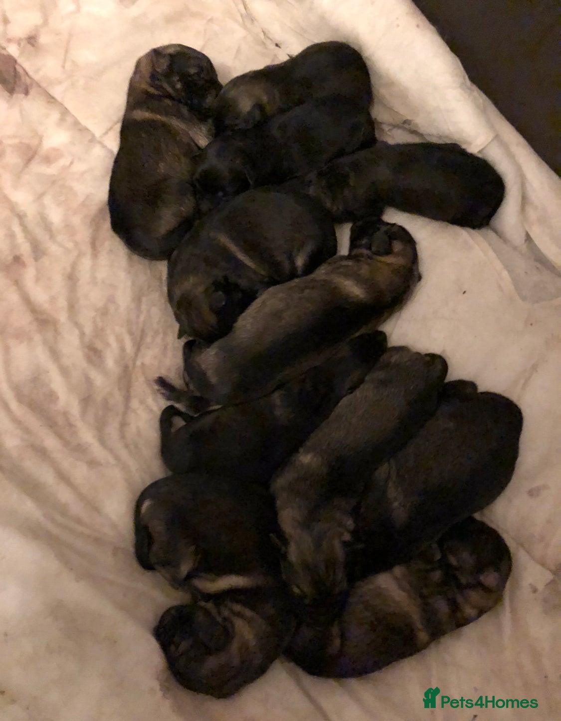 German Shepherd dogs 11 german shepherd puppies - Advert 1