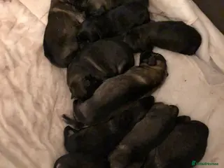 German Shepherd dogs 11 german shepherd puppies - Advert 1