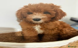 Cockapoo dogs for sale: Only 1 left - Handsome male Red F1B Cockapoo - Image 19