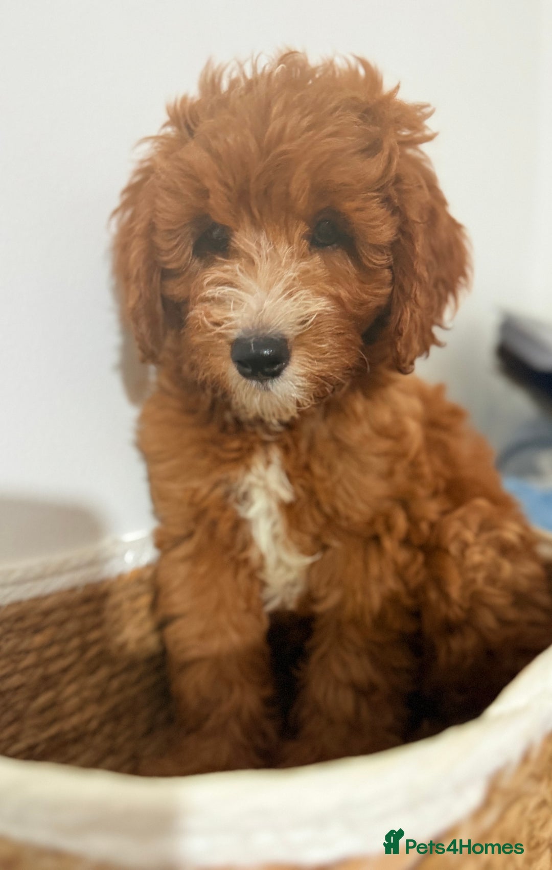 Cockapoo dogs for sale: Only 1 left - Handsome male Red F1B Cockapoo - Image 19