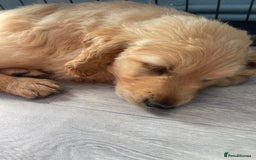 Golden Retriever dogs for sale: Golden retrievers - Image 5