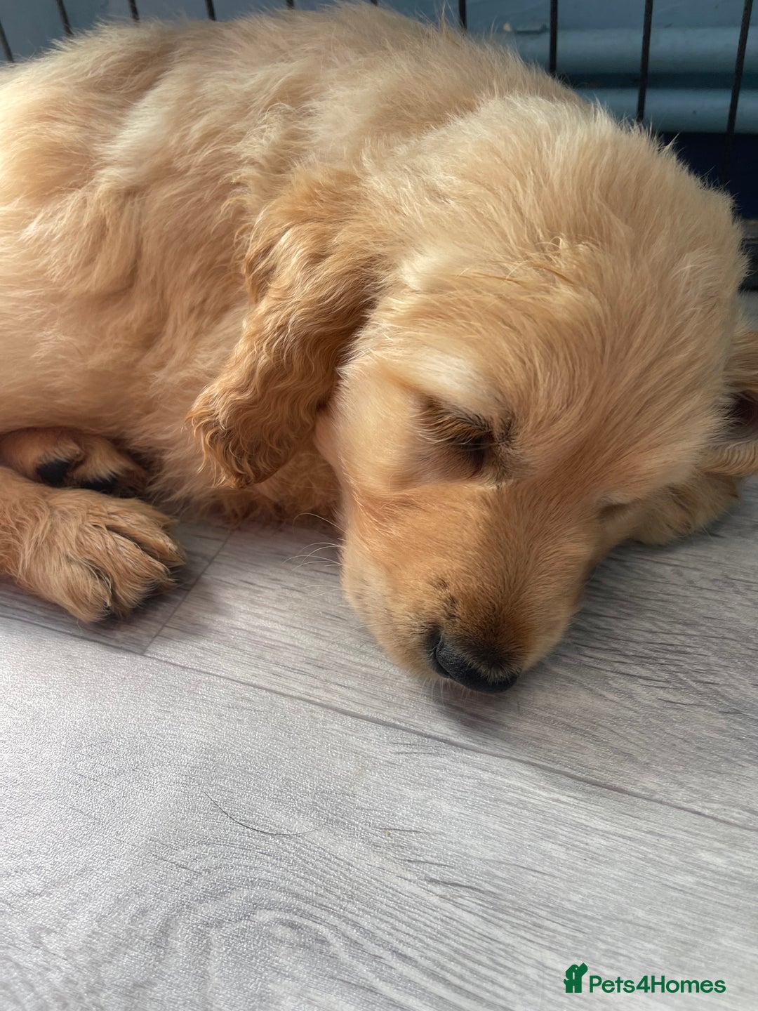 Golden Retriever dogs for sale: Golden retrievers - Image 5