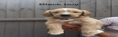 Goldendoodle 4