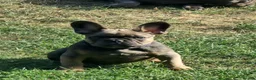 French Bulldog dogs for sale: Beautiful French Bulldog Puppies Fluffy Carriers - Advert 6