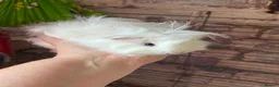 Guinea Pig rodents for sale: Beautiful mixed litter of Lunkarya babies  - Advert 2