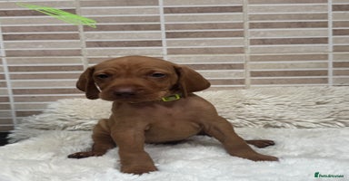 Hungarian Vizsla dogs - Advert 2