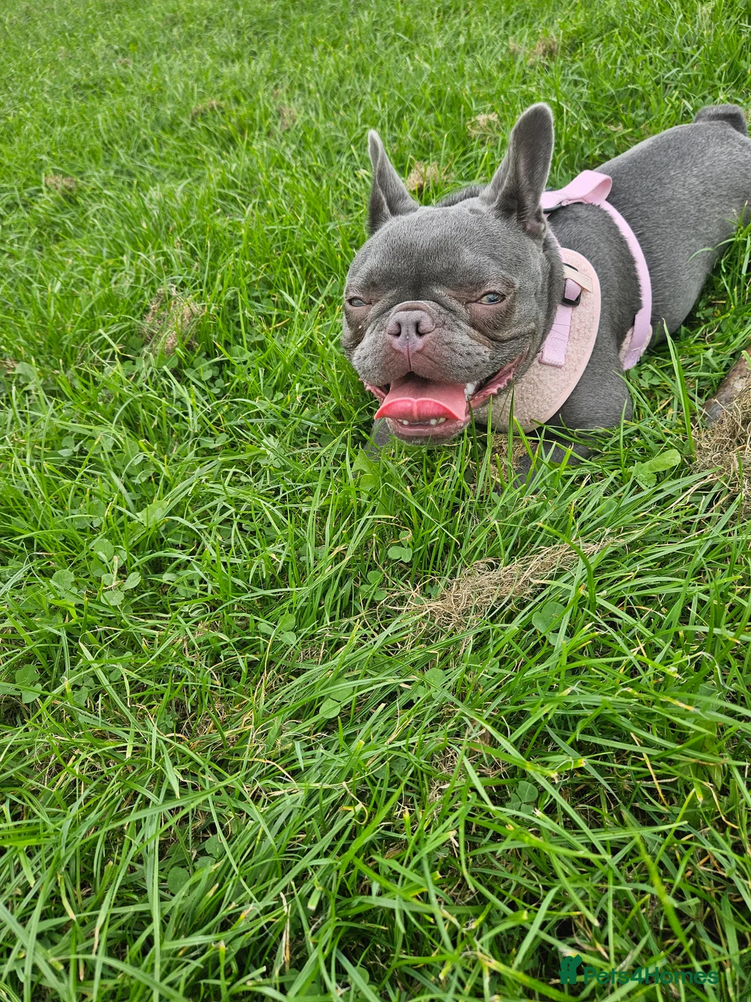 French Bulldog dogs for sale: 1 year old frenchie girl in Southampton - Advert 2