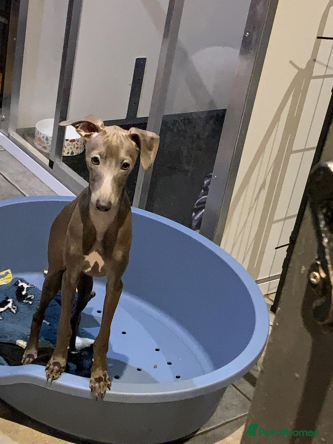 Italian Greyhound dogs for sale: Only a Quality KC blue boy available  - Advert 4