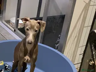 Italian Greyhound dogs Only a Quality KC blue boy available - Advert 1