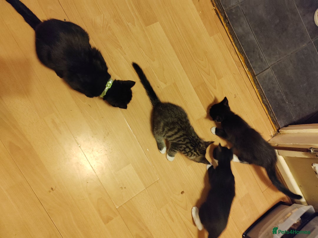 Domestic Shorthair cats for sale: Kittens - Image 4