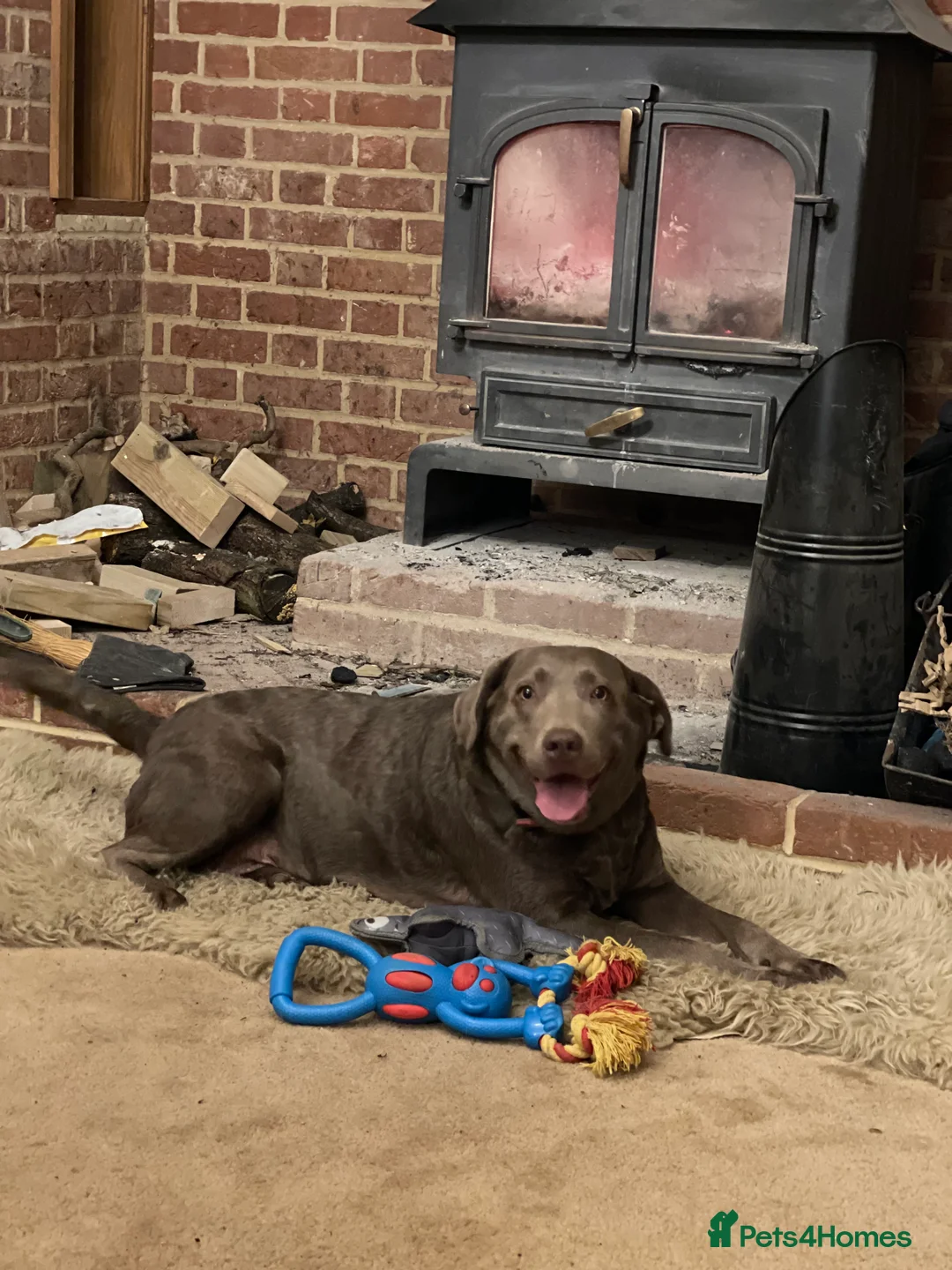 Labrador Retriever dogs for sale: Stunning pure pedigree silver labrador puppies - Advert 10