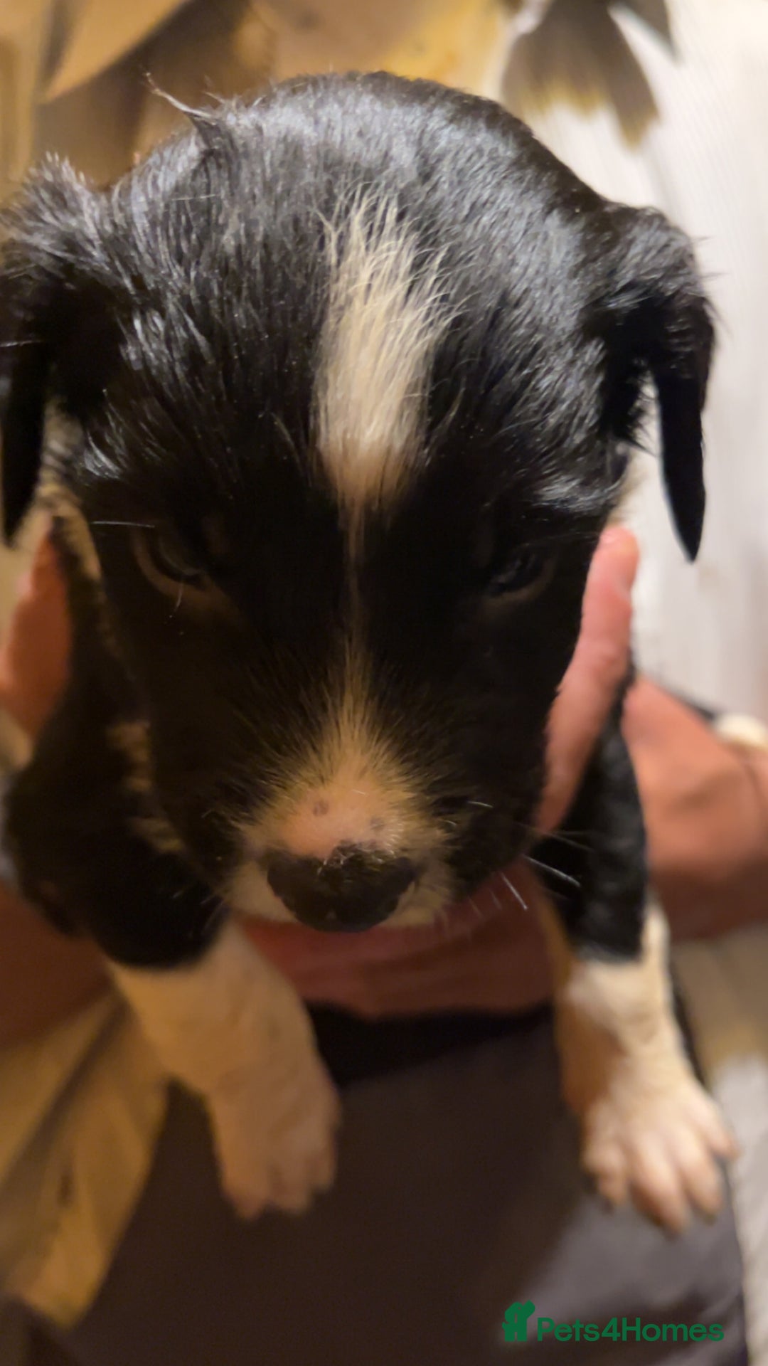 Mixed Breed dogs for sale: 8 puppies available rottweiler x border collie - Image 1