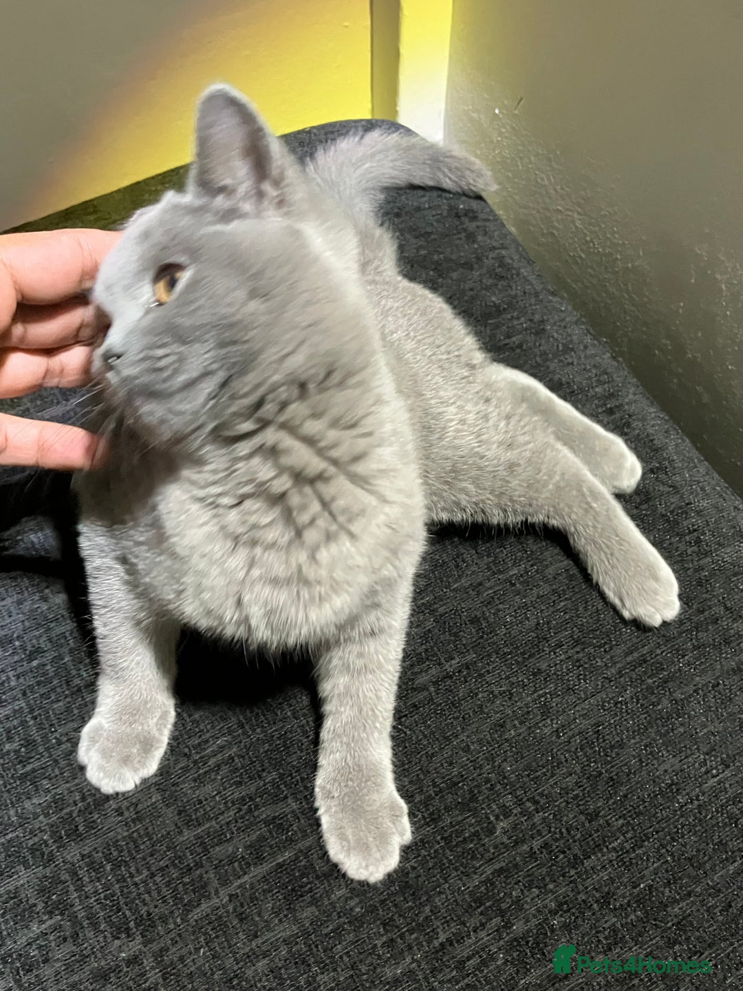 British Shorthair cats for sale: Male British Shorthair kitten 6 month old  - Image 19