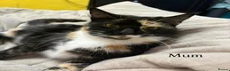 Mixed Breed cats for sale: 3 Boys and 2 Girls mixed colour kittens - Advert 1