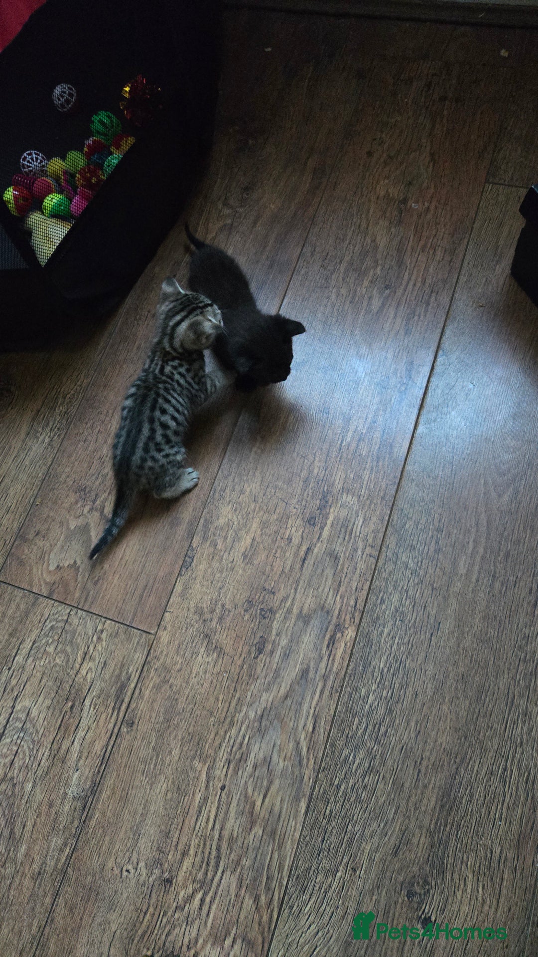British Shorthair cats for sale: 6 beautiful mixed kittens - Image 4