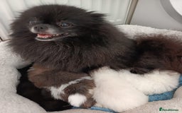 Pomeranian dogs for sale: Pom puppys with Kc reg , pedigree for sale - Image 3