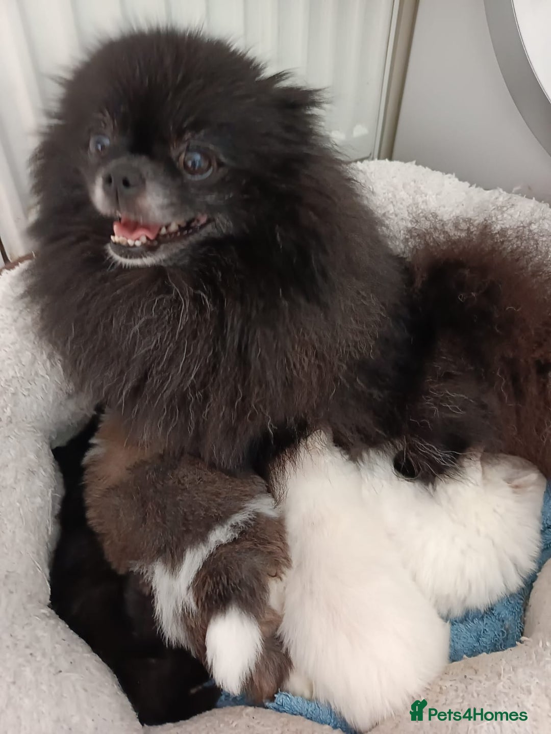 Pomeranian dogs for sale: Pom puppys with Kc reg , pedigree for sale - Image 3