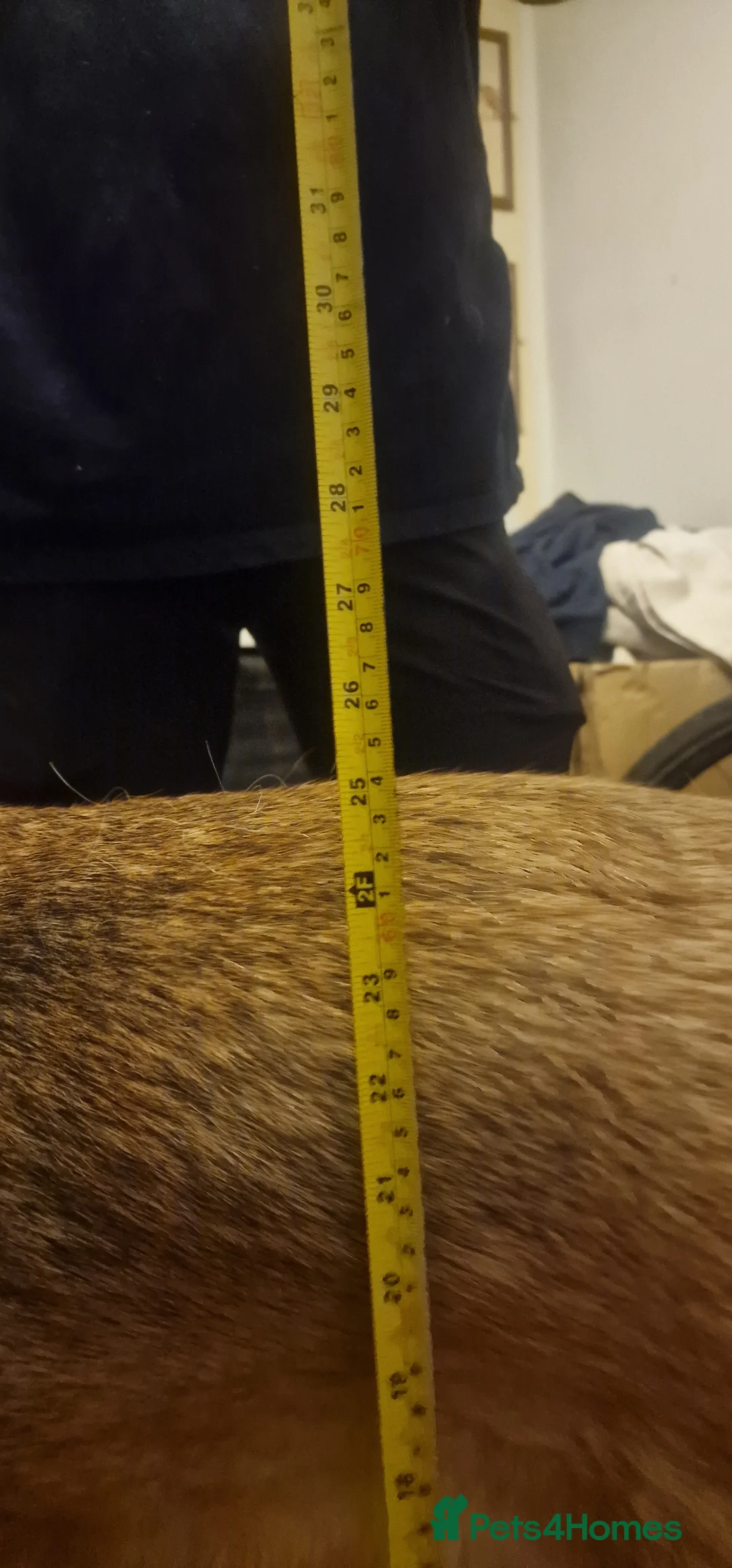 German Shepherd dogs for sale: German shepherd adult girl Read advert - Advert 5