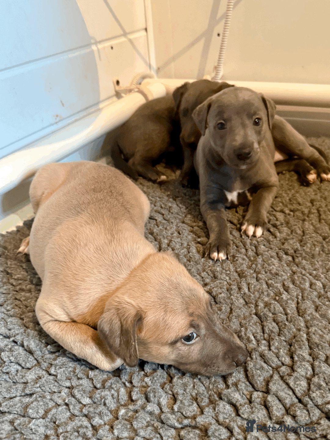 Mixed Breed dogs for sale: 5 stunning Whippet Bedlington pups available.  - Advert 2