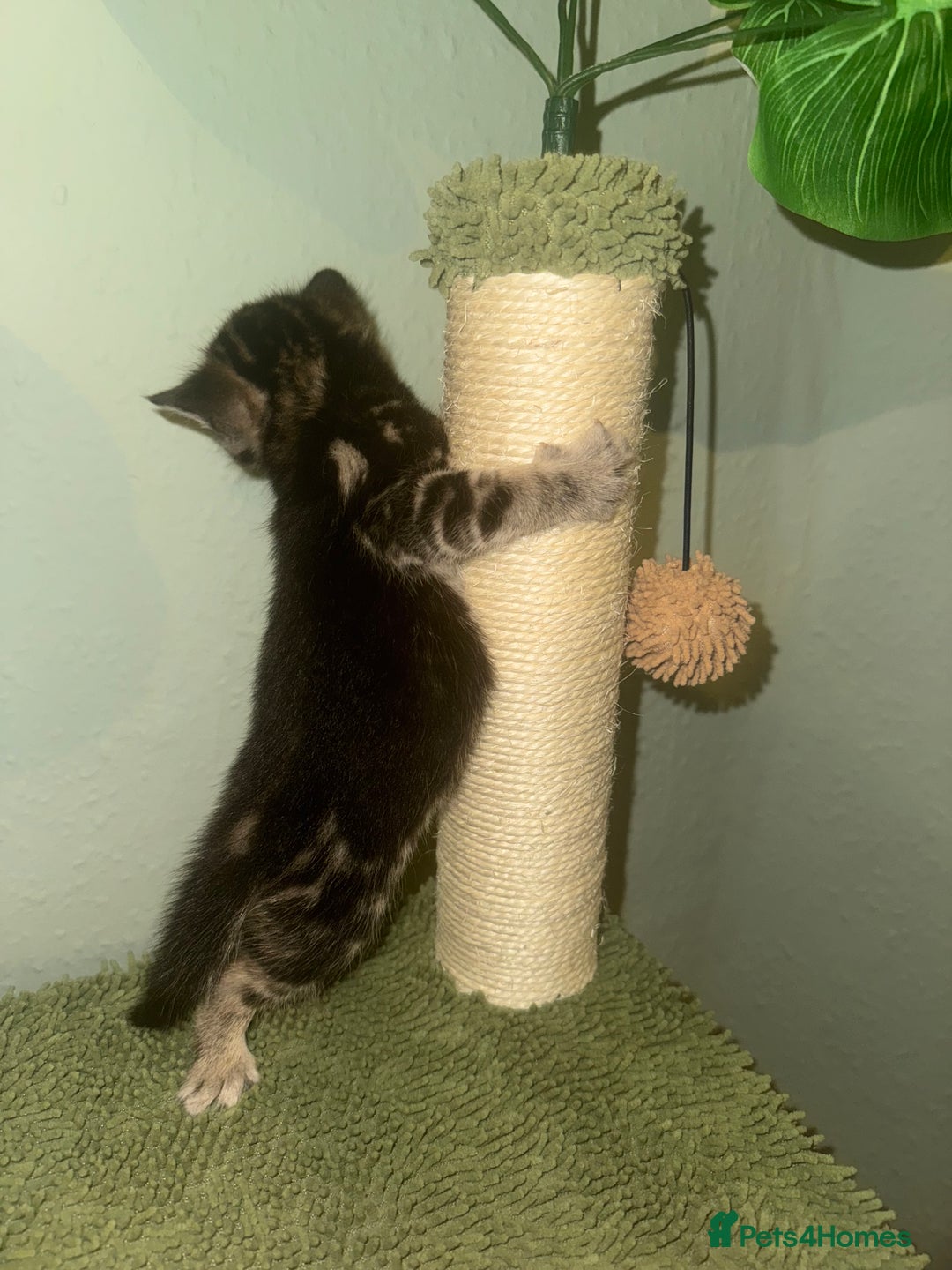 Bengal cats for sale: 3/4 bengal 1/4BSH - Advert 19