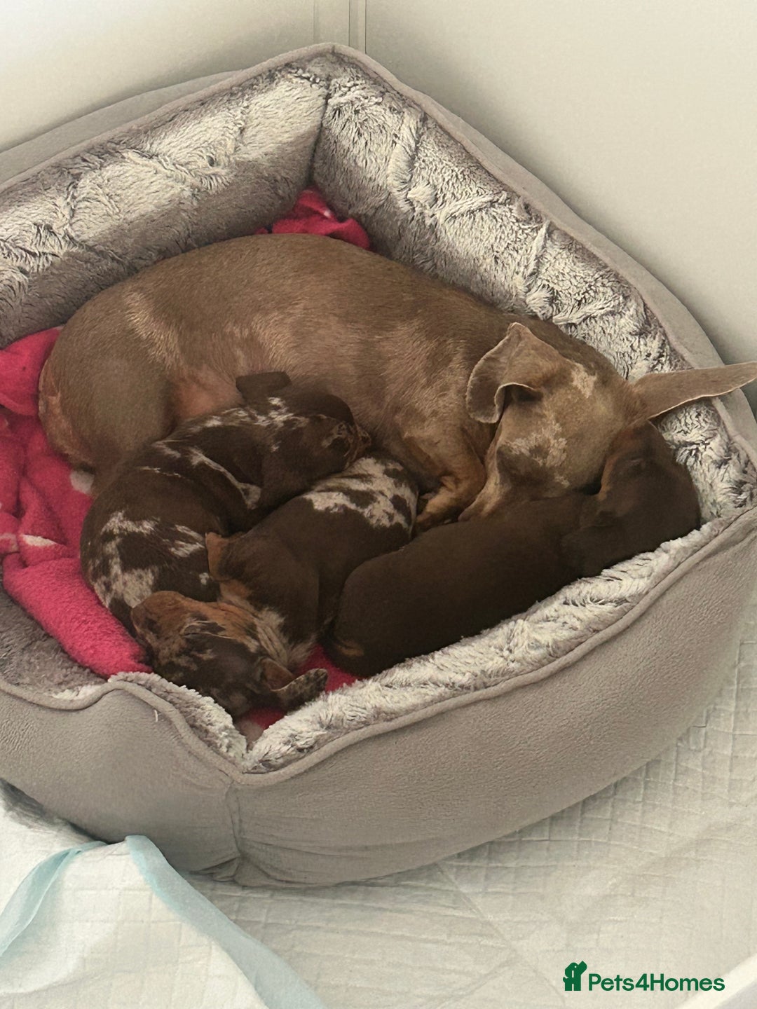 Miniature Dachshund dogs for sale: 3  kc registered miniature dachshund puppies  - Image 1