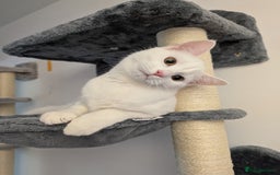 Domestic Shorthair cats for sale: Heartbreaking Rehome-18 month old Pure White Cat x - Image 23