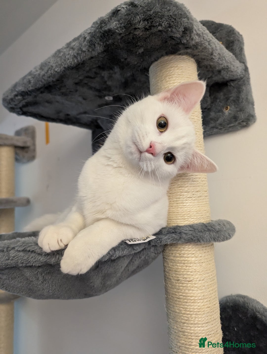 Domestic Shorthair cats for sale: Heartbreaking Rehome-18 month old Pure White Cat x - Image 23
