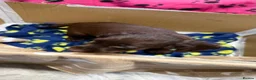 Cocker Spaniel dogs for sale: Chocolate merle and family - Advert 5